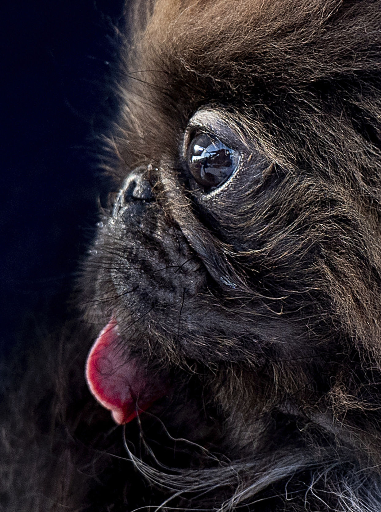 Worlds Ugliest Dog